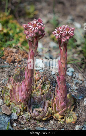 Gemeinsame Hauswurz (Sempervivum tectorum ssp. alpinum) Wachsende am Berghang im Nationalpark Gran Paradiso, Aostatal, Walliser Alpen, Italien. Juli. Stockfoto