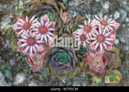 Hauswurz (Sempervivum tectorum ssp. alpinum) Wachsende am Berghang im Nationalpark Gran Paradiso, Aostatal, Walliser Alpen, Italien. Juli. Stockfoto