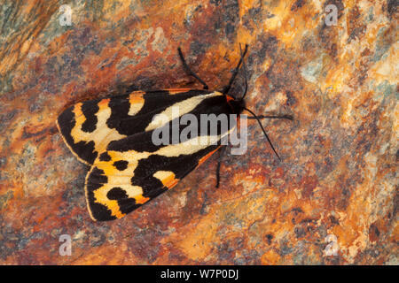 Holz Tiger Moth (Parasemia plantaginis) Aostatal, Monte Rosa Massiv, Walliser Alpen, Italien. Juli. Stockfoto