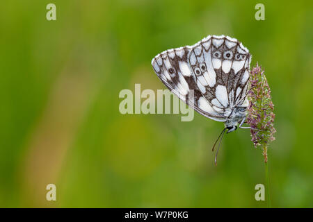 Schachbrettfalter (Melanargia galathea) auf Gras, Nationalpark Gran Paradiso, Aostatal, Walliser Alpen, Italien. Juli. Stockfoto