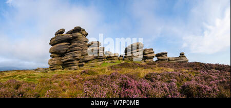 Ein Mühlstein grit Bildung bekannt als "Coach und Pferde" auf Derwent Kante, mit Heidekraut (Calluna vulgaris) in voller Blüte. Nationalpark Peak District, Derbyshire, UK. September. Geheftete panorama Stockfoto