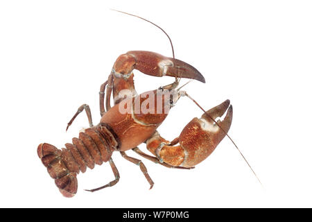 Signal Crayfish (Pacifastacus leniusculus), eine Art nach Großbritannien aus Nordamerika eingeführt. Sie sind weit größer und aggressiver als die heimischen Arten, und kann leicht mit ihnen konkurrieren. Auf einem weißen Hintergrund, Derbyshire, UK fotografiert. Stockfoto