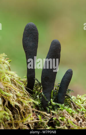 Tot Moll's Finger Pilz (Xylaria longipes) wächst in Laub- Wald. Nationalpark Peak District, Derbyshire, UK. Oktober. Stockfoto