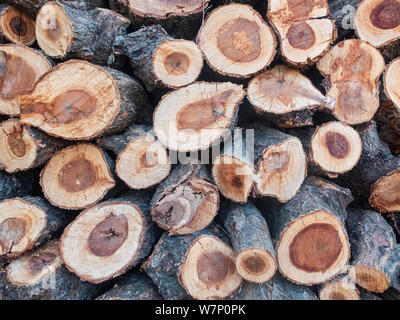 Angehäuft Pine Tree Protokolle. Stapel von Holz. Stockfoto