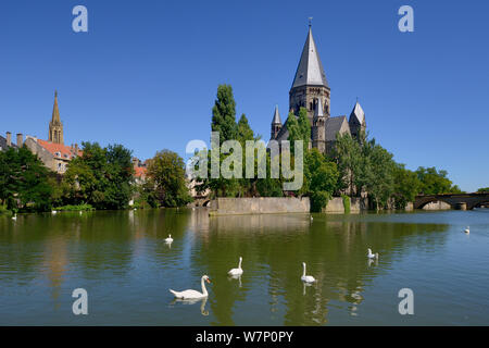 Höckerschwäne (Cygnus olor) auf der Mosel von Le Temple Neuf. Metz, Lothringen, Frankreich. Stockfoto