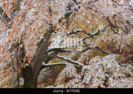 Buche (Fagus sylvaticus) Wald im Herbst mit dem ersten Schnee. Drackenstein, Schwäbische Alb, Baden-Württemberg, Deutschland, Oktober. Stockfoto