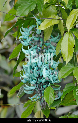 Jade Vine (Strongylodon macrobotrys) in Blume, Stockfoto