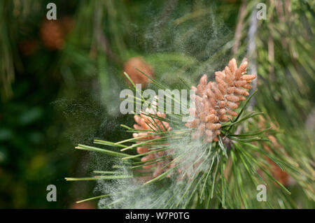 Aleppokiefern (Pinus halepensis) Baum entladen Pollen von männlichen Blüten, Mallorca, Spanien, April. Stockfoto