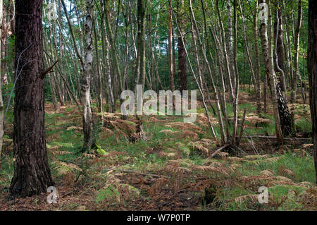 Silver Birch (Betula pendula) und Gemeine Kiefer (Pinus sylvestris) Wald im Herbst, Surrey, England, Großbritannien, Oktober. Stockfoto