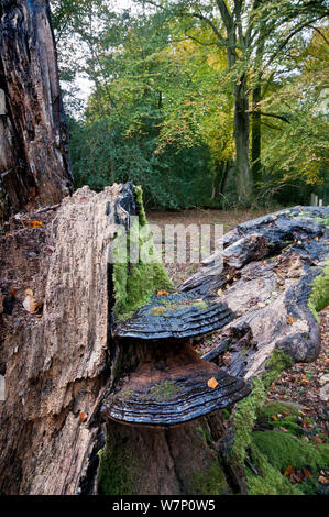 Gefallene europäische Buche (Fagus sylvatica), mit Halterung Pilz (Ganoderma australe) wächst an stump, Sussex, England, Großbritannien, Oktober. Stockfoto