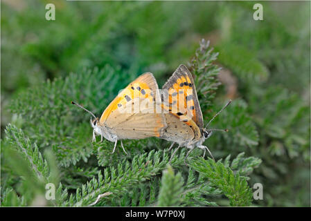 Paar kleine Schmetterlinge (Lycaena phlaeas Kupfer) Paarung, Devon, England, Großbritannien, Juli. Stockfoto