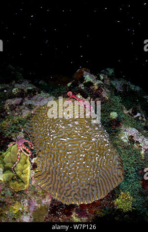 Drei Ruby brittlestars (Ophioderma rubicundum) Klettern eine Symmeterical brain Coral (Diploria strigosa) wie es laicht in der Nacht im Spätsommer. East End, Grand Cayman, Cayman Islands, British West Indies. Karibische Meer. Stockfoto