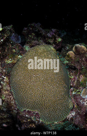 Eine Symmeterical brain Coral (Diploria strigosa) nachts laichen durch Loslassen rosa-weißen Bündel von Eiern und Sperma aus der Polypen, East End, Grand Cayman, Cayman Islands, British West Indies, Karibische Meer. Stockfoto