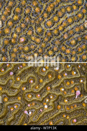 Zwei Fotos von einem Symmeterical brain Coral (Diploria strigosa) laichen in der Nacht, zeigt Ansichten vor und während der Freigabe der gamete Bundles, East End, Grand Cayman, Cayman Islands, British West Indies, Karibische Meer. Stockfoto