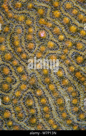 Eine Symmeterical brain Coral (Diploria strigosa) Vorbereitung in der Nacht, um zu laichen, mit einer gamete bundle Anfang freigegeben werden, East End, Grand Cayman, Cayman Islands, British West Indies, Karibische Meer. Stockfoto