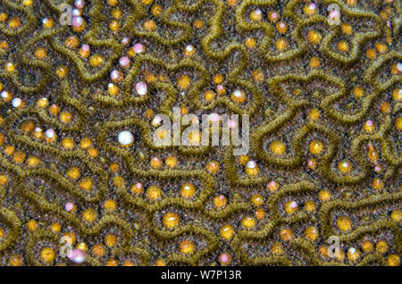 Eine Symmeterical brain Coral (Diploria strigosa) nachts laichen, rosa und weißen Bündel von Eiern und Sperma aus der Polypen in ihren Nuten, East End, Grand Cayman, Cayman Islands, British West Indies, Karibische Meer. Stockfoto