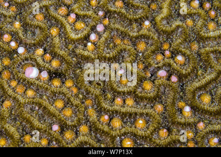 Eine Symmeterical brain Coral (Diploria strigosa) nachts laichen, rosa und weißen Bündel von Eiern und Sperma aus der Polypen in ihren Nuten, East End, Grand Cayman, Cayman Islands, British West Indies, Karibische Meer. Stockfoto