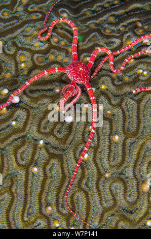 Eine spröde Ruby Star (Ophioderma rubicundum) Fütterung auf dem Spawn aus einem Symmeterical brain Coral (Diploria strigosa), East End, Grand Cayman, Cayman Islands, British West Indies, Karibische Meer. Stockfoto