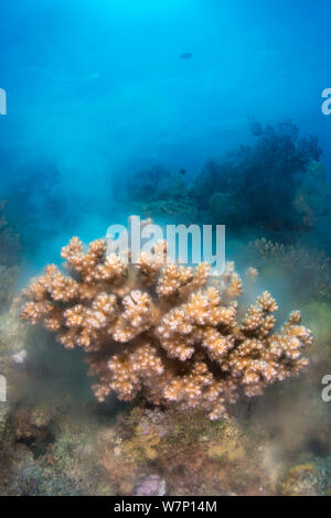 Eine Kolonie von Blumenkohl Coral (Pocillopora damicornis) loslassen Gameten, Ras Mohammed Marine Reserve, Sinai, Ägypten, Rote Meer. Stockfoto