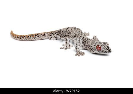 Golden-tailed Gecko (Strophurus taenicauda). Endemisch in Western Australia. Stockfoto