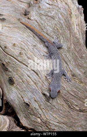 Golden-tailed Gecko (Strophurus taenicauda). Gefangen. Western Australia. Stockfoto