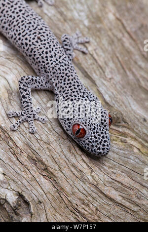 Golden-tailed Gecko (Strophurus taenicauda) Kopf Nahaufnahme zeigt ungewöhnliche Haut Muster. Gefangen. Western Australia. Stockfoto