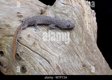 Golden-tailed Gecko (Strophurus taenicauda). Gefangen. Western Australia. Stockfoto