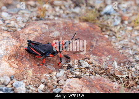 Seidenpflanze Grasshopper (Phymateus morbillosus) Nymphe. Vanrhynsdorp, Südafrika, Octgober. Stockfoto