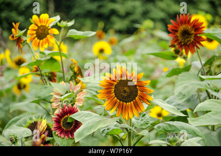 Blumenbeet mit Sonnenblumen in verschiedenen Farben in einem Garten in Mitte Sommer Stockfoto