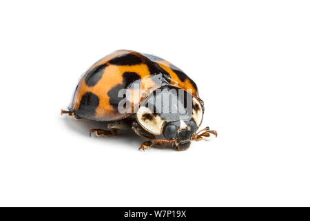 Harlekin Marienkäfer (Harmonia axyridis). Yorkshire, UK. Eine invasive Arten aus Asien. Stockfoto
