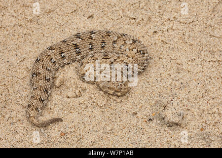 Namaqua Zwerg/Schneider Addierer, (Bitis schneideri) Der weltweit kleinste Viper. Port Nolloth, Südafrika. Stockfoto