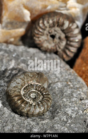 Ammoniten Fossilien (Promicroceras planicosta) am Kiesstrand in der Nähe von Lyme Regis entlang der Jurassic Coast, Dorset, Südengland, Großbritannien, November 2012 Stockfoto