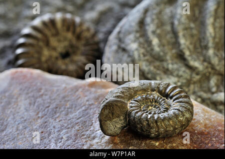 Ammoniten Fossilien (Promicroceras Planicosta) auf dem Kiesstrand in der Nähe von Lyme Regis entlang der Jurassic Coast, Dorset, Südengland, Großbritannien, November 2012 Stockfoto