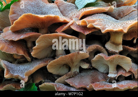 Dunkler Honig Pilz (Armillaria ostoyae/solidipes) im Cluster auf Baumstamm im Herbst Wald wächst, Belgien Oktober Stockfoto