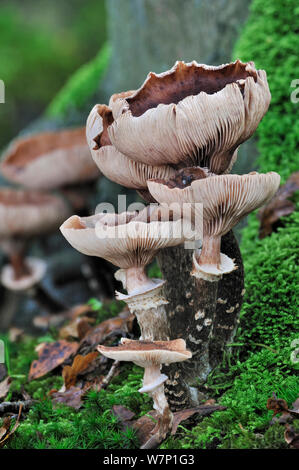 Dunkler Honig Pilz (Armillaria ostoyae/solidipes) im Herbst Wald, Belgien, Oktober Stockfoto