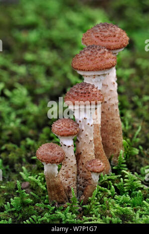 Dunkler Honig Pilz (Armillaria ostoyae/solidipes) unter Moos auf Waldboden im Herbst wächst, Belgien Oktober Stockfoto