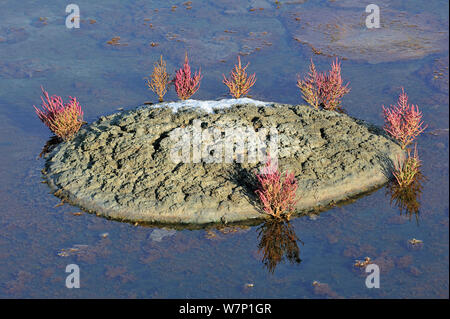 Marsh Queller (Salicornia europaea) wachsen in der salzpfanne für die Produktion von Fleur de Sel/Meersalz auf der Insel Ile de Re, Charente-Maritime, Frankreich September 2012 Stockfoto