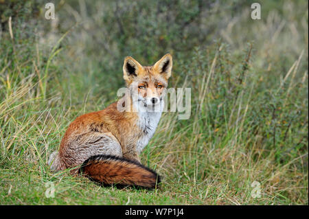 Red Fox (Vulpes vulpes) im Dickicht sitzen, den Niederlanden, Oktober Stockfoto