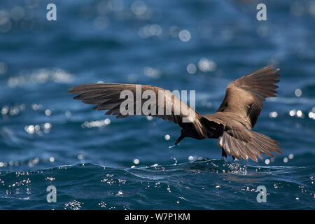 Braun/Gemeinsame Noddy (Anous stolidus) über Wasser. Islas Frailes del Sur, Azuero Halbinsel, Panama. Stockfoto