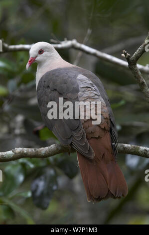 Rosa Taube (Columba Mayeri). Mauritius. Stockfoto