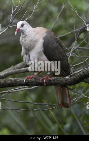 Rosa Taube (Columba Mayeri). Mauritius. Stockfoto