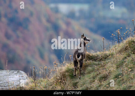 Gemse (Rupicapra rupicapra). Vogesen, Frankreich, Oktober. Stockfoto