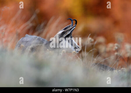 Gemse (Rupicapra rupicapra). Vogesen, Frankreich, Oktober. Stockfoto