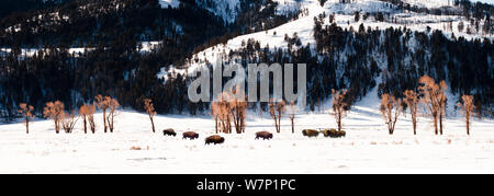 Herde von Bison (Bison bison) im Schnee entlang der Lamar River Valley. Yellowstone National Park, Wyoming, USA, Februar. Digital Composite. Stockfoto