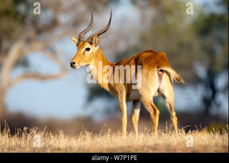 Männliche Puku (Kobus vardonii). Luangwa River, South Luangwa National Park, Sambia. Stockfoto