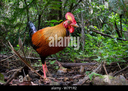 Stecker, rot Jungle Geflügel (Gallus gallus) in Wald Unterwuchs. Sinharaja Nationalpark, Sri Lanka. Stockfoto