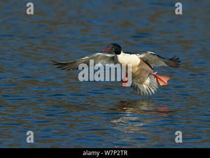 Männliche Gänsesäger (Mergus Merganser) Landung auf dem Wasser, Gwynedd, Wales, Großbritannien, Februar. Stockfoto