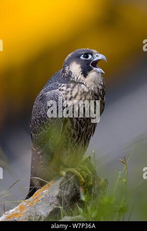 Juvenile WANDERFALKE (FALCO PEREGRINUS) vocalizing Während in den Avon Gorge, Bristol, England, UK, Juni thront. Stockfoto