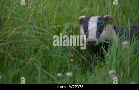 Nach Dachs (Meles meles) im langen Gras, Dorset, England, Großbritannien, Juli. Stockfoto