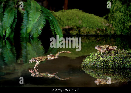 Grasfrosch (Rana temporaria) sprang in einen Teich, mit einem anderen auf einem Felsen, kontrollierten Bedingungen, UK. Stockfoto